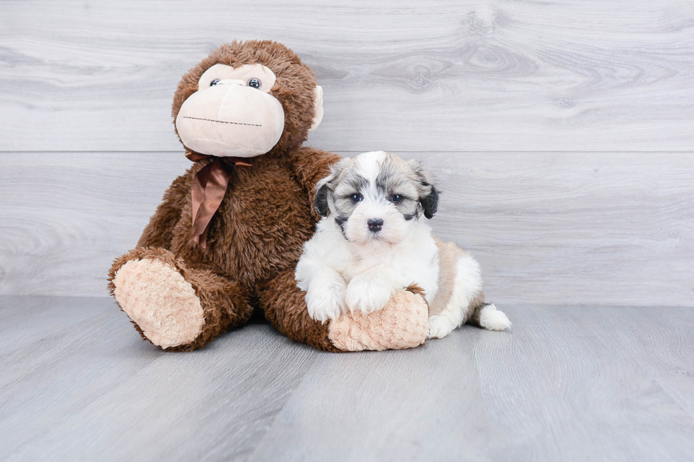 Playful Havanese Purebred Pup