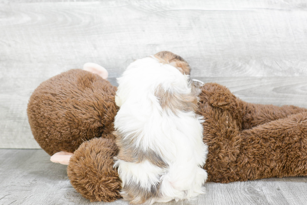 Adorable Shichon Designer Puppy