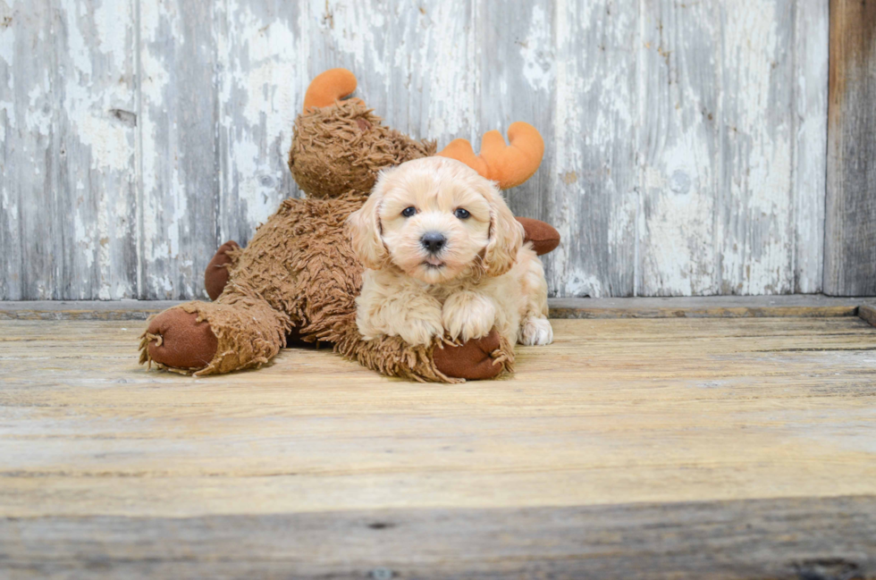 Smart Cavapoo Poodle Mix Pup