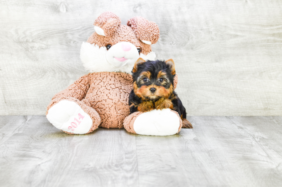 Meet Victoria - our Yorkshire Terrier Puppy Photo 