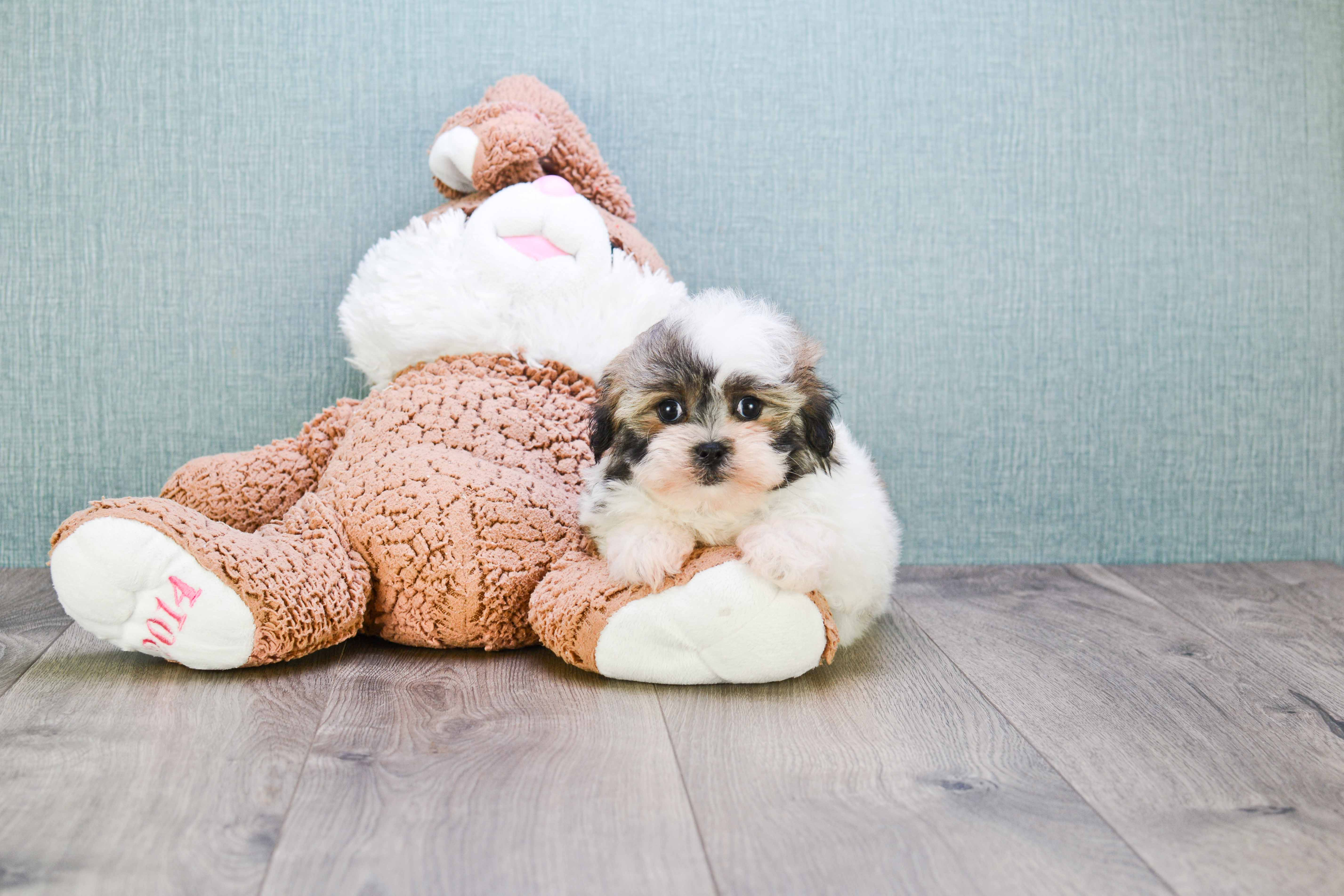 Popular Teddy Bear Designer Pup