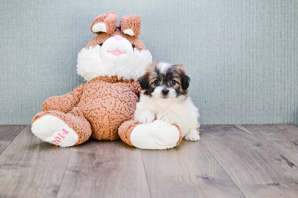 Happy Teddy Bear Baby