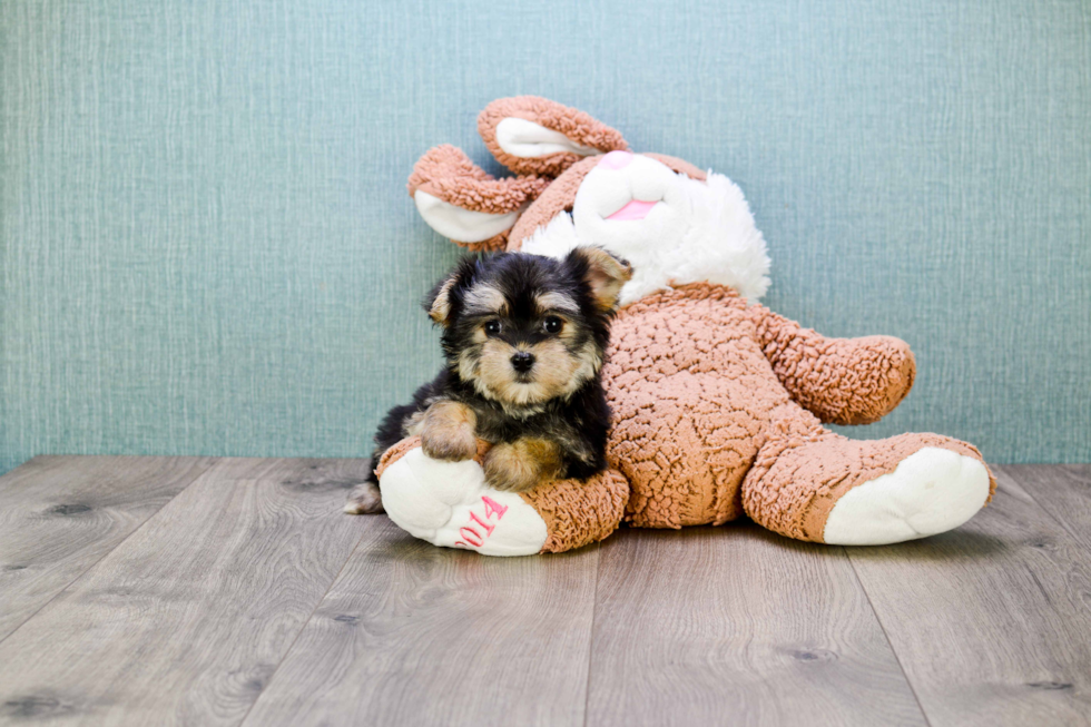 Happy Morkie Baby