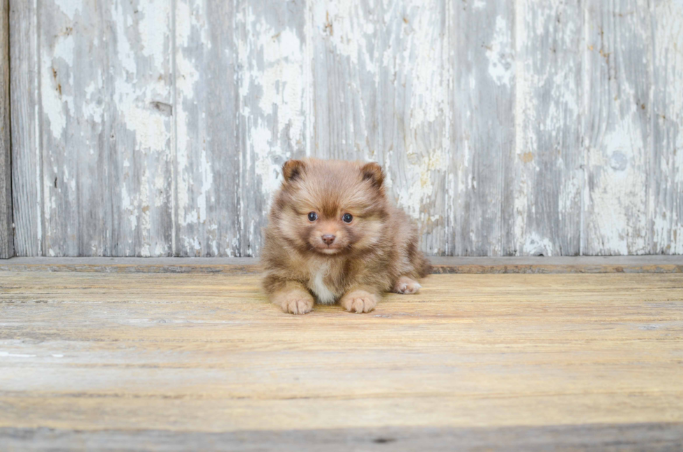 Pomeranian Puppy for Adoption