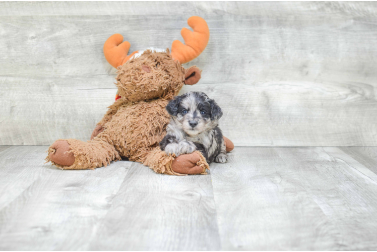 Mini Aussiedoodle Puppy for Adoption