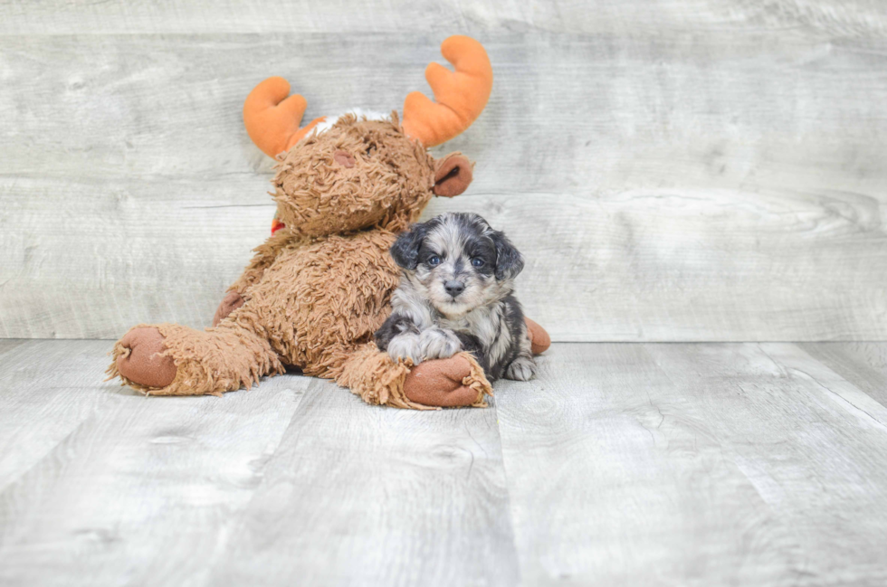 Mini Aussiedoodle Puppy for Adoption