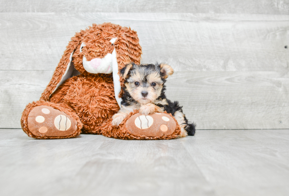 Hypoallergenic Yorkie Designer Puppy