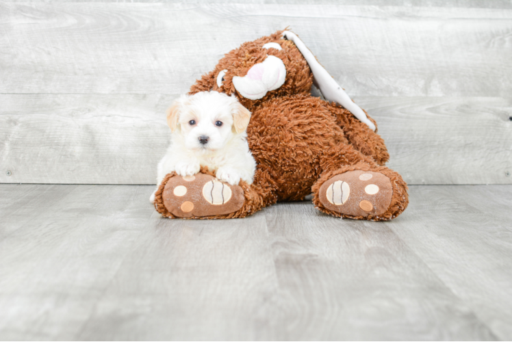 Little Maltese Poodle Poodle Mix Puppy