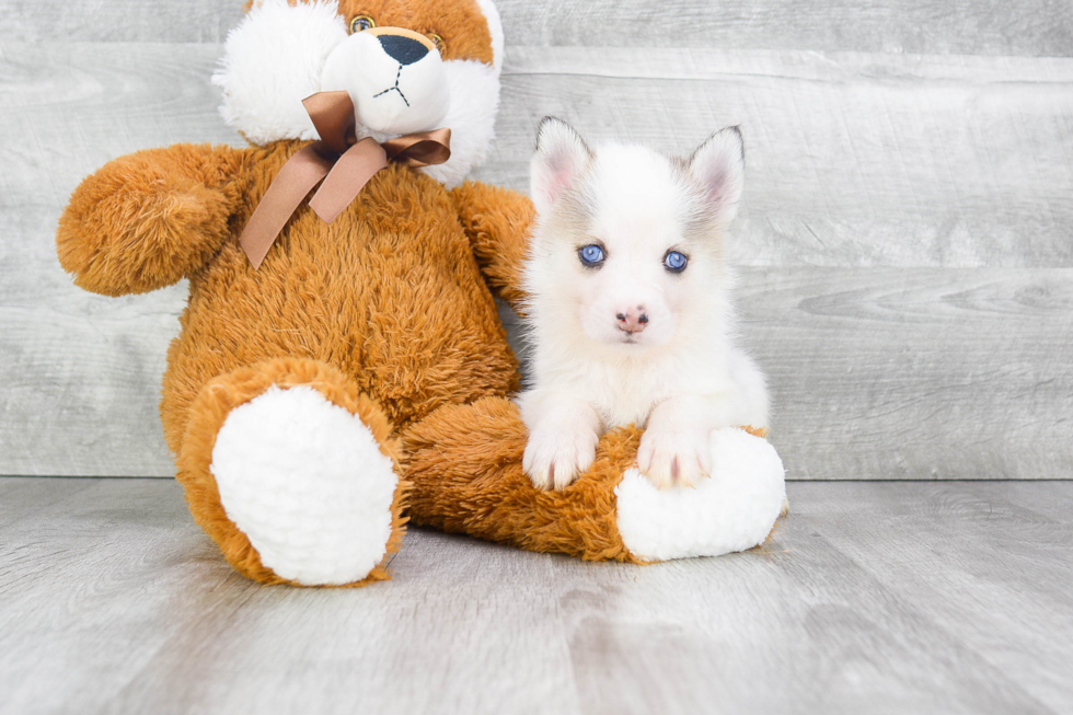 Cute Pomsky Baby