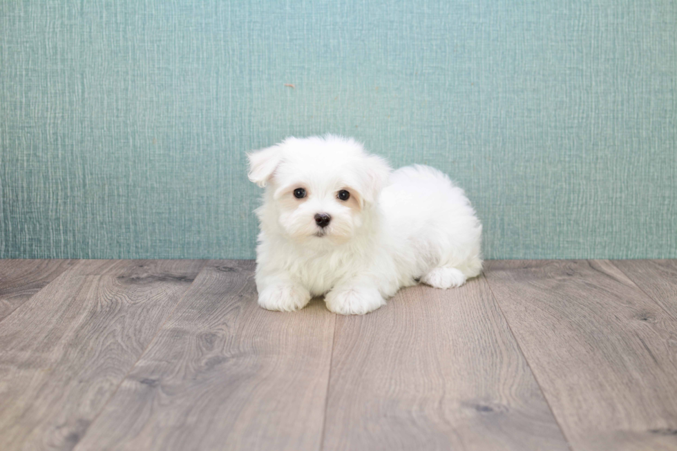 Maltese Pup Being Cute