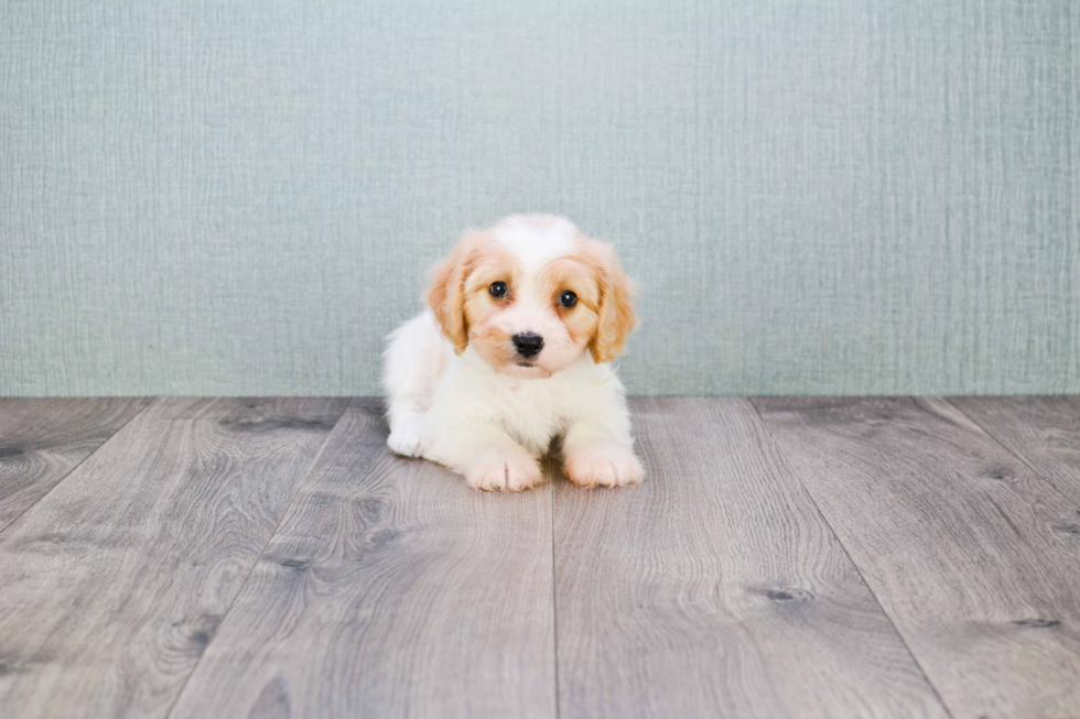 Popular Cavachon Designer Pup