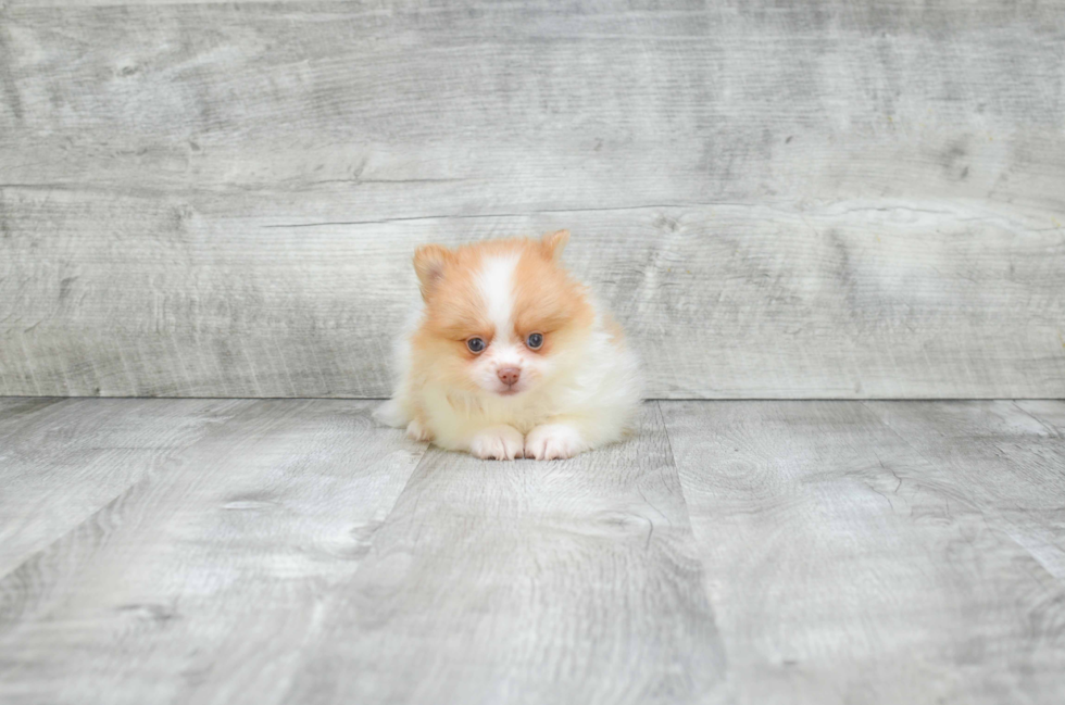 Pomeranian Pup Being Cute