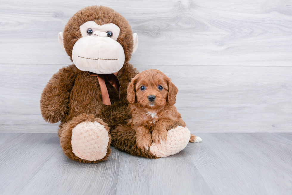 Adorable Cavoodle Poodle Mix Puppy