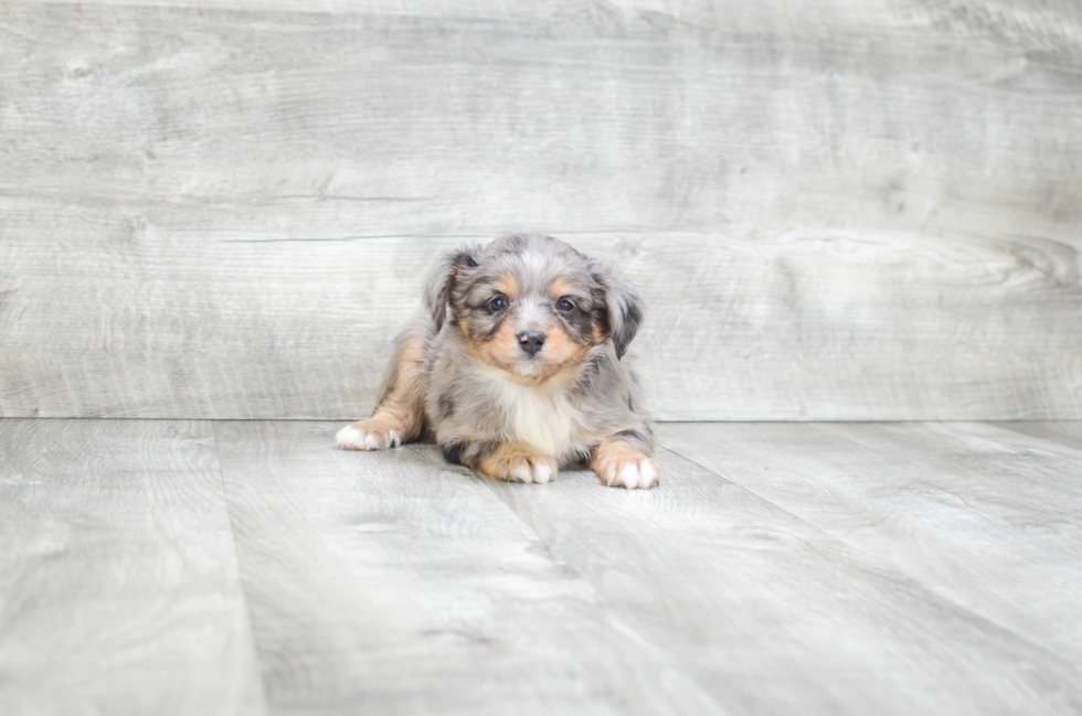 Petite Mini Aussiedoodle Poodle Mix Pup