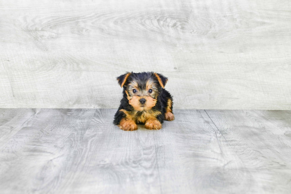 Meet Lisa - our Yorkshire Terrier Puppy Photo 