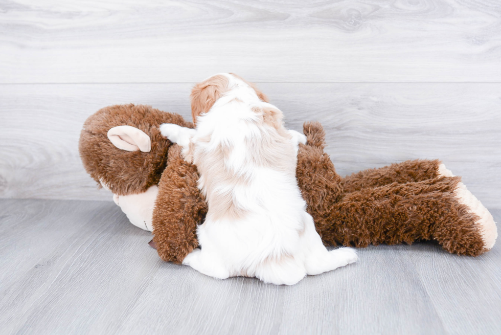 Little Cavalier King Charles Spaniel Baby