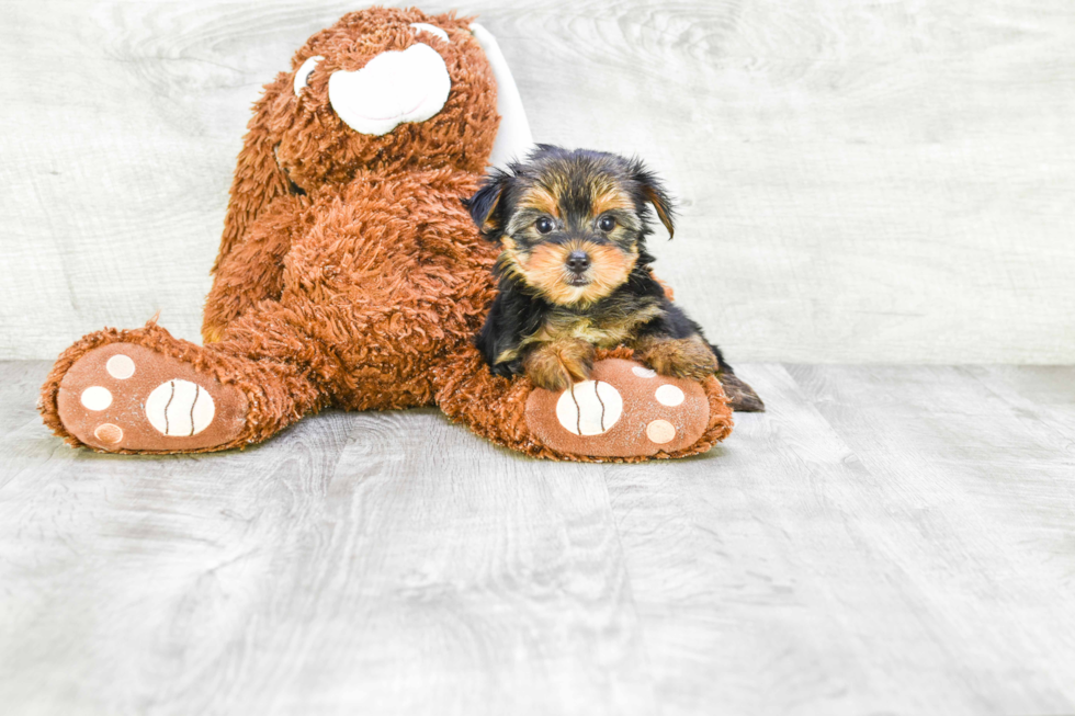 Meet Avery - our Yorkshire Terrier Puppy Photo 