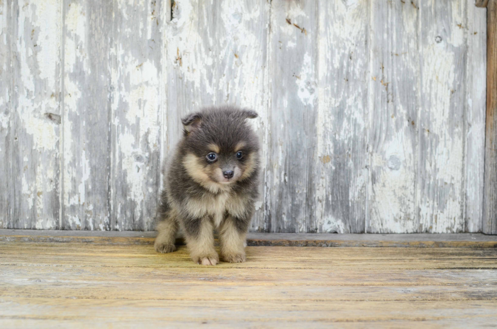 Pomeranian Pup Being Cute