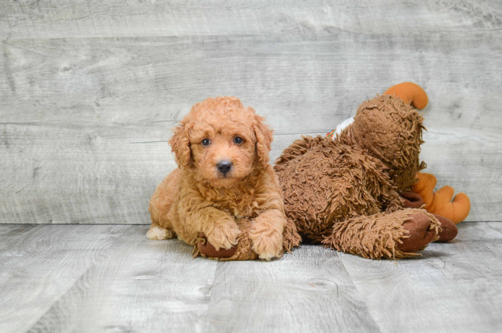 Hypoallergenic Golden Retriever Poodle Mix Puppy