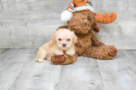 Cavachon Pup Being Cute