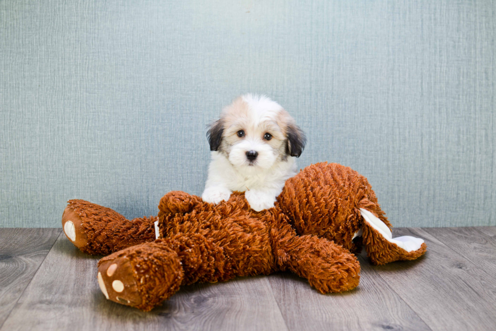 Havanese Pup Being Cute