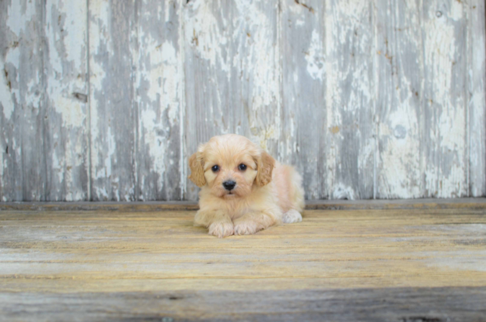 Friendly Cavachon Baby