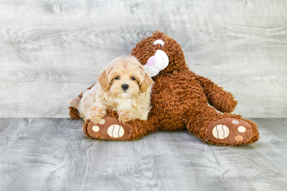 Maltipoo Pup Being Cute