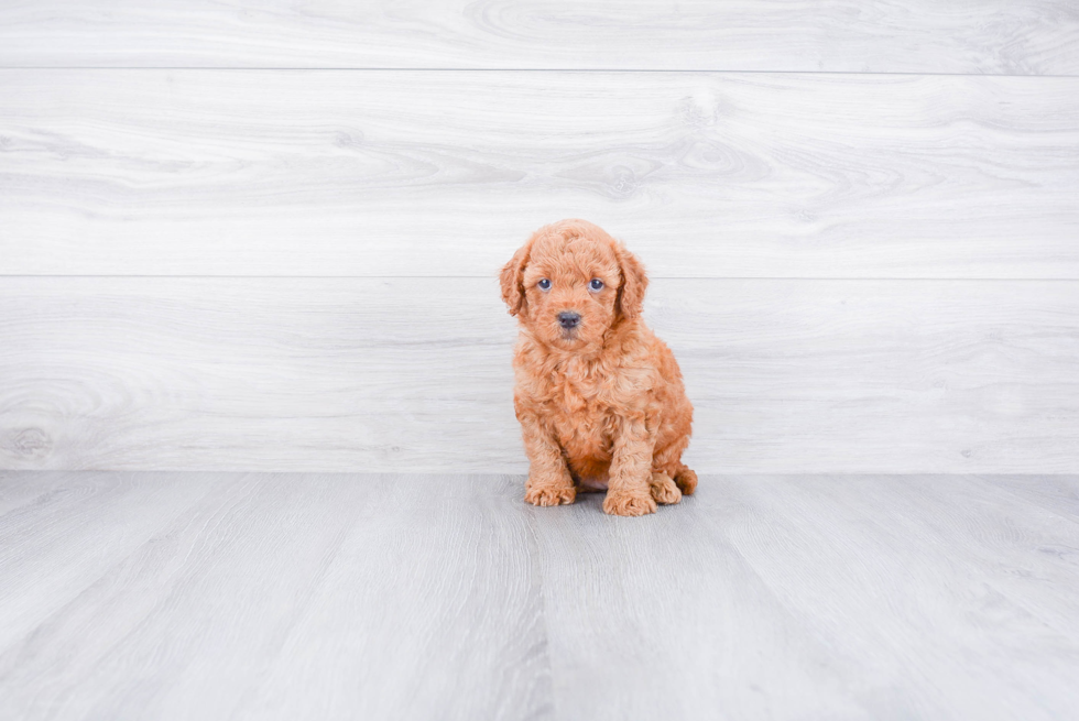 Hypoallergenic Golden Retriever Poodle Mix Puppy