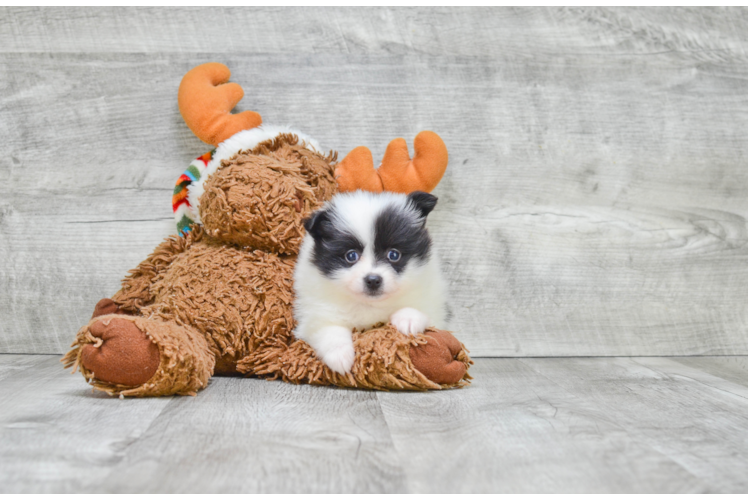 Funny Pomeranian Baby