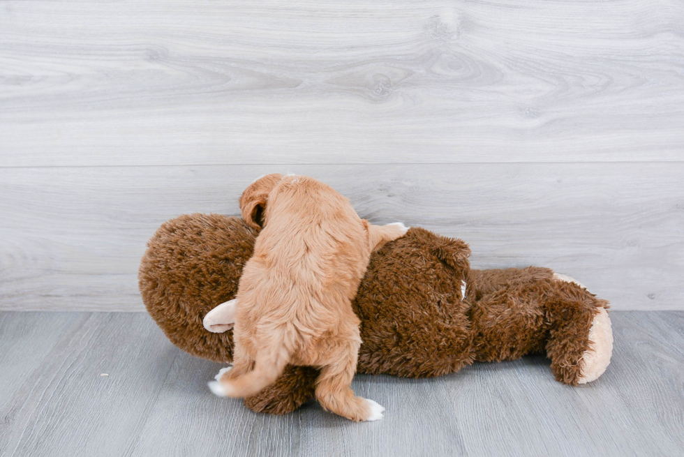 Playful Cavoodle Poodle Mix Puppy