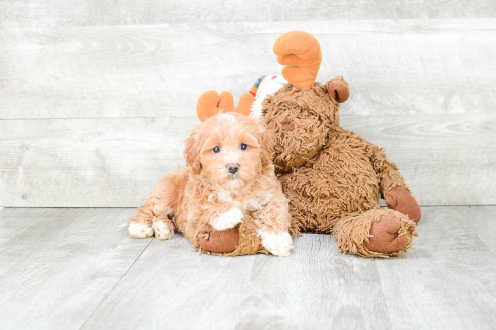 Best Cavapoo Baby