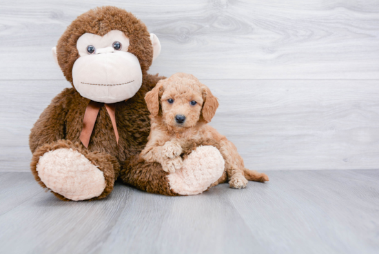 Smart Mini Goldendoodle Poodle Mix Pup