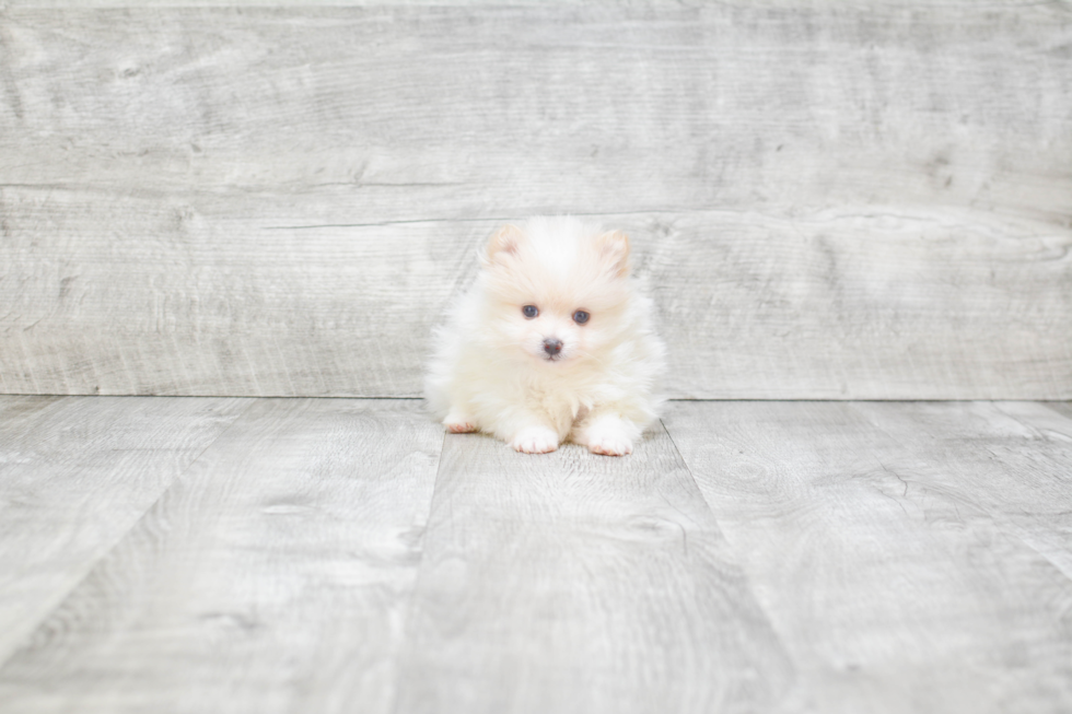 Small Pomeranian Purebred Pup