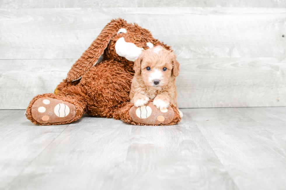 Petite Cavapoo Poodle Mix Pup