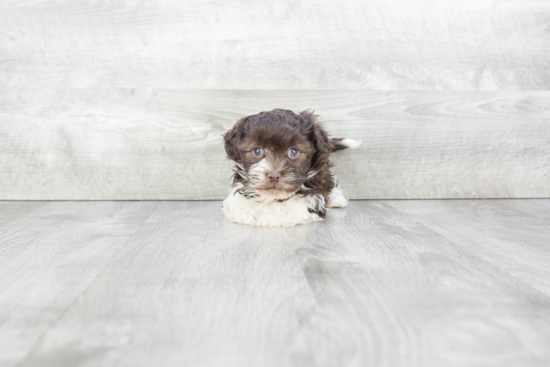 Small Havanese Baby