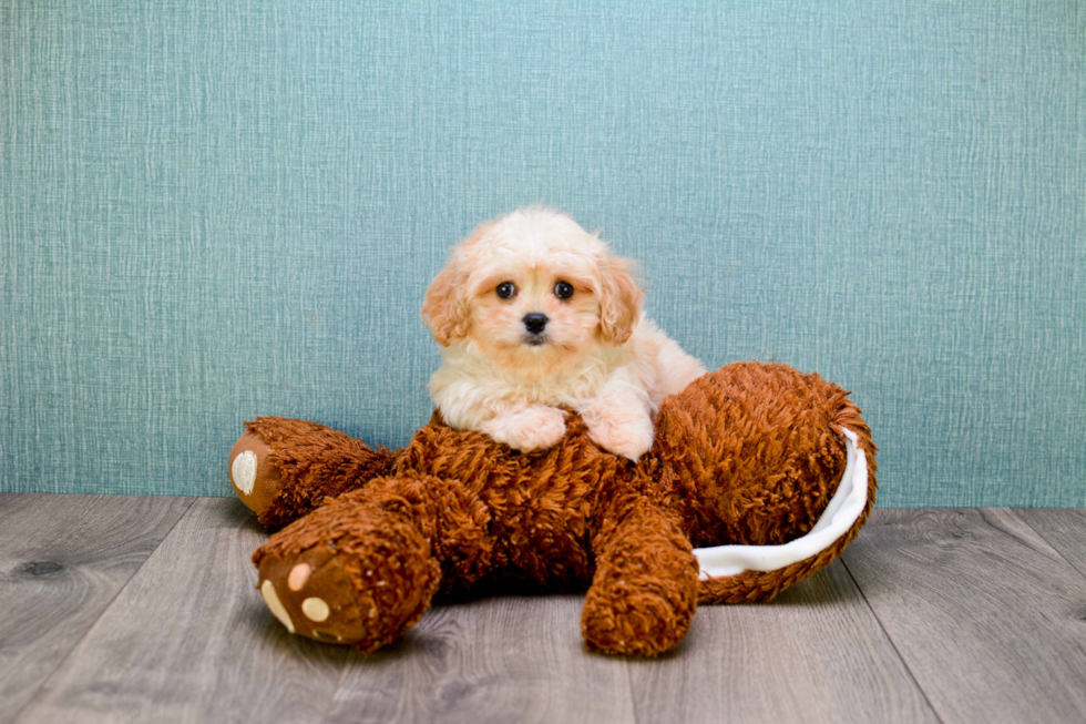 Petite Cavapoo Poodle Mix Pup