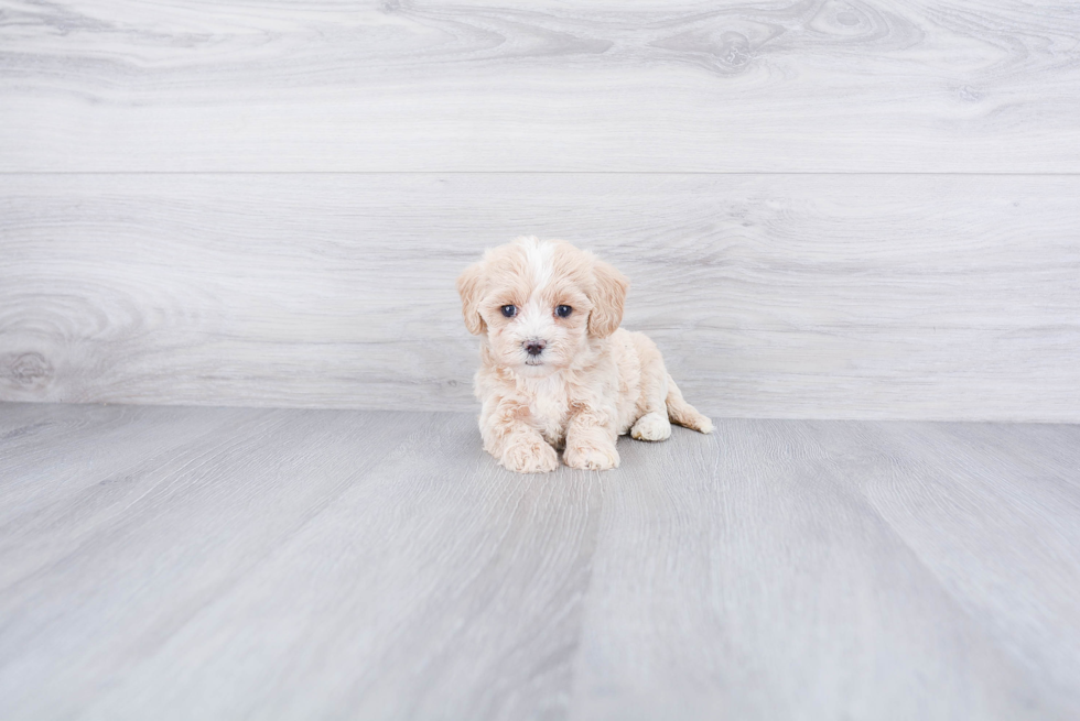 Maltipoo Puppy for Adoption