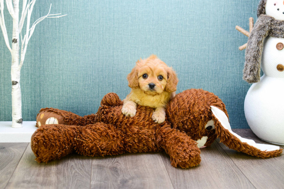 Cute Cavapoo Baby