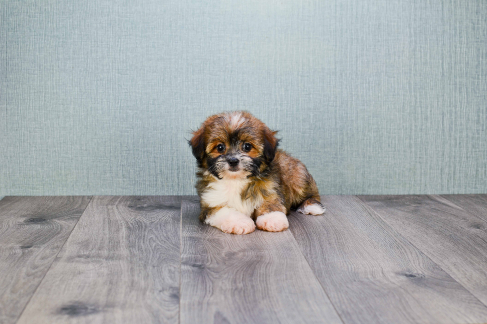 Cute Terrier Mix Mix Pup