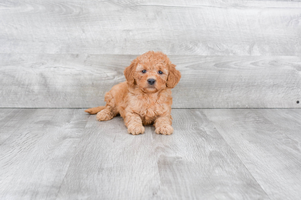 Best Mini Goldendoodle Baby