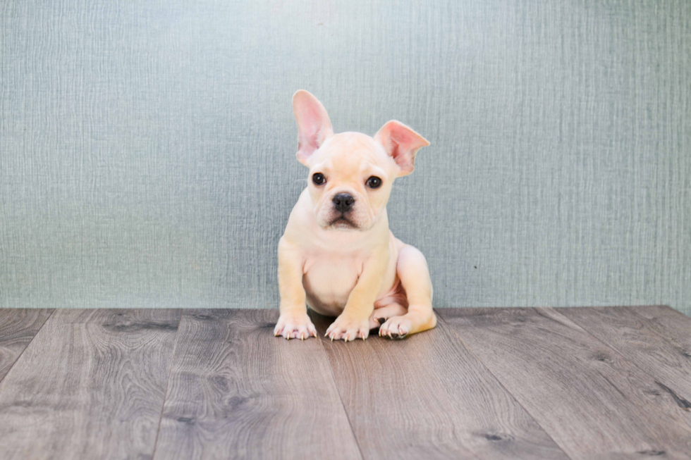 Small French Bulldog Purebred Pup