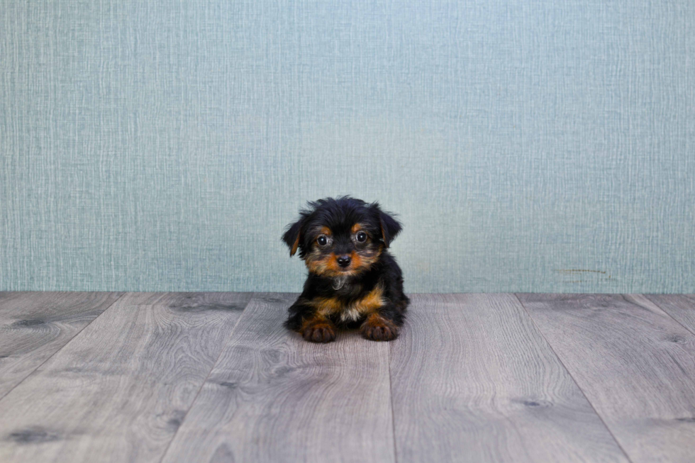 Meet Steph - our Yorkshire Terrier Puppy Photo 