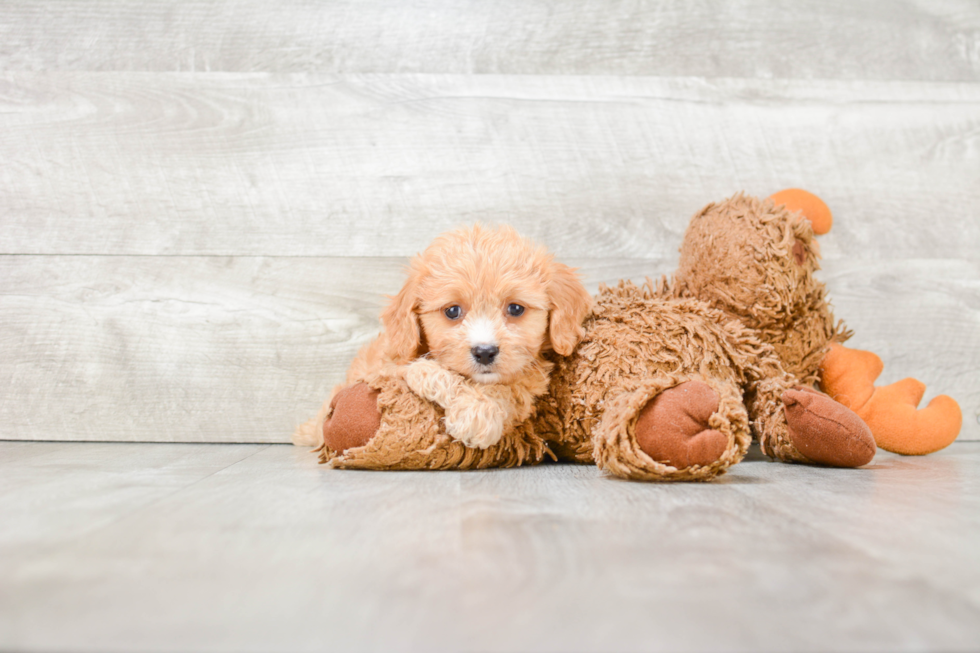 Best Cavachon Baby