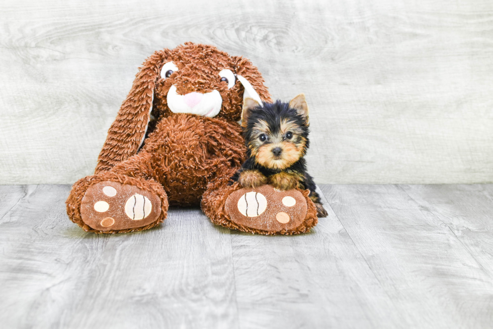 Meet Nugget - our Yorkshire Terrier Puppy Photo 