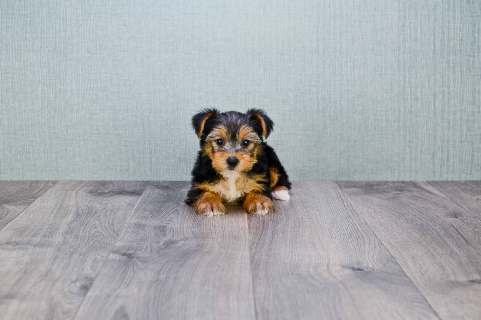 Meet Bronze - our Yorkshire Terrier Puppy Photo 