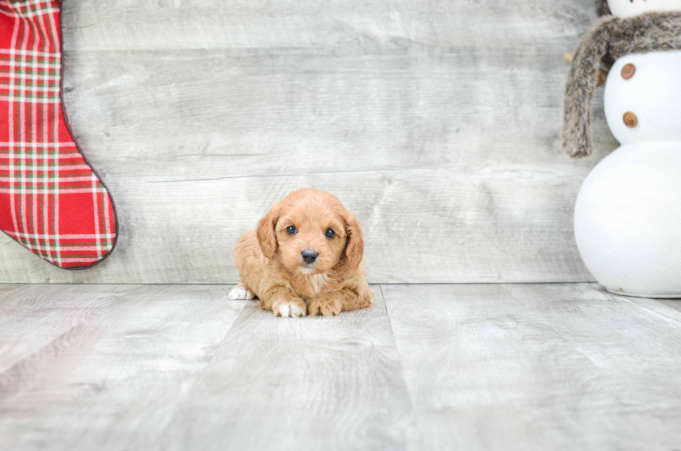 Friendly Cavapoo Baby