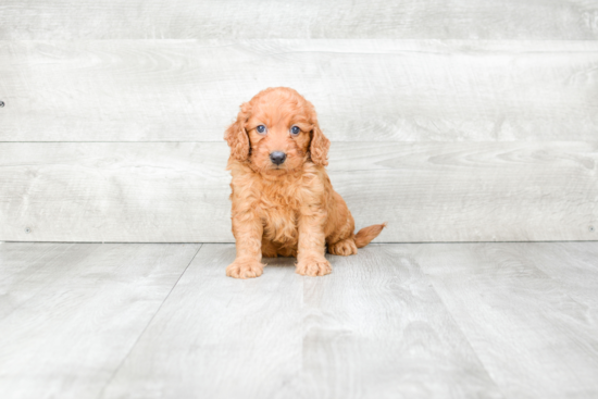 Petite Mini Goldendoodle Poodle Mix Pup