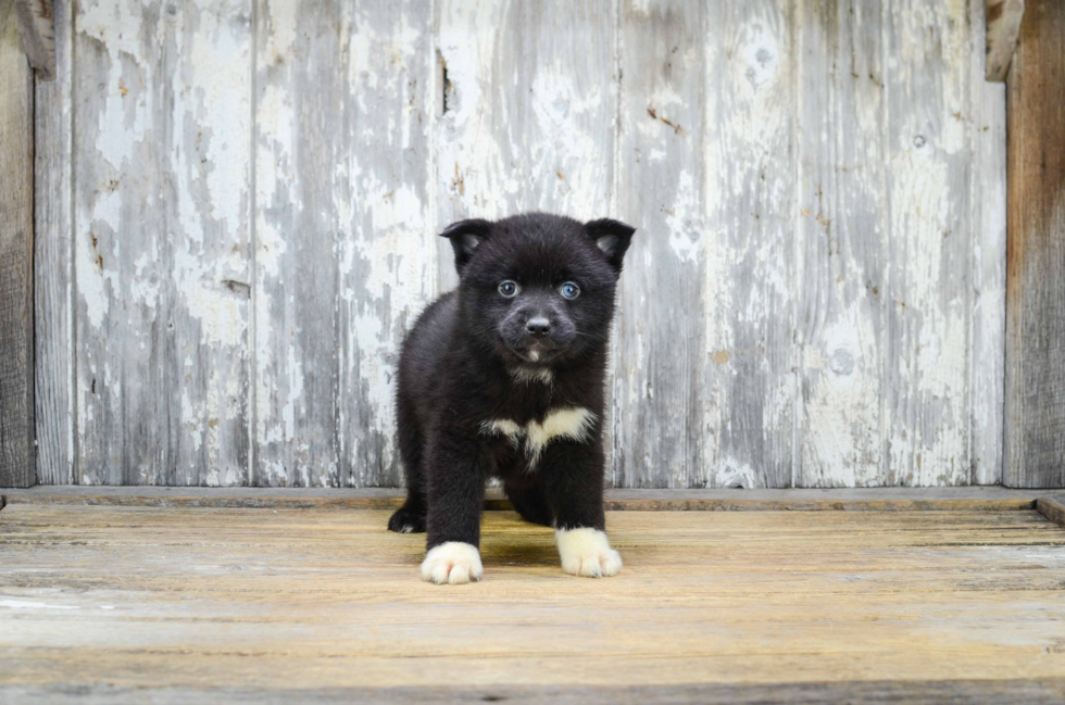 Pomsky Puppy for Adoption