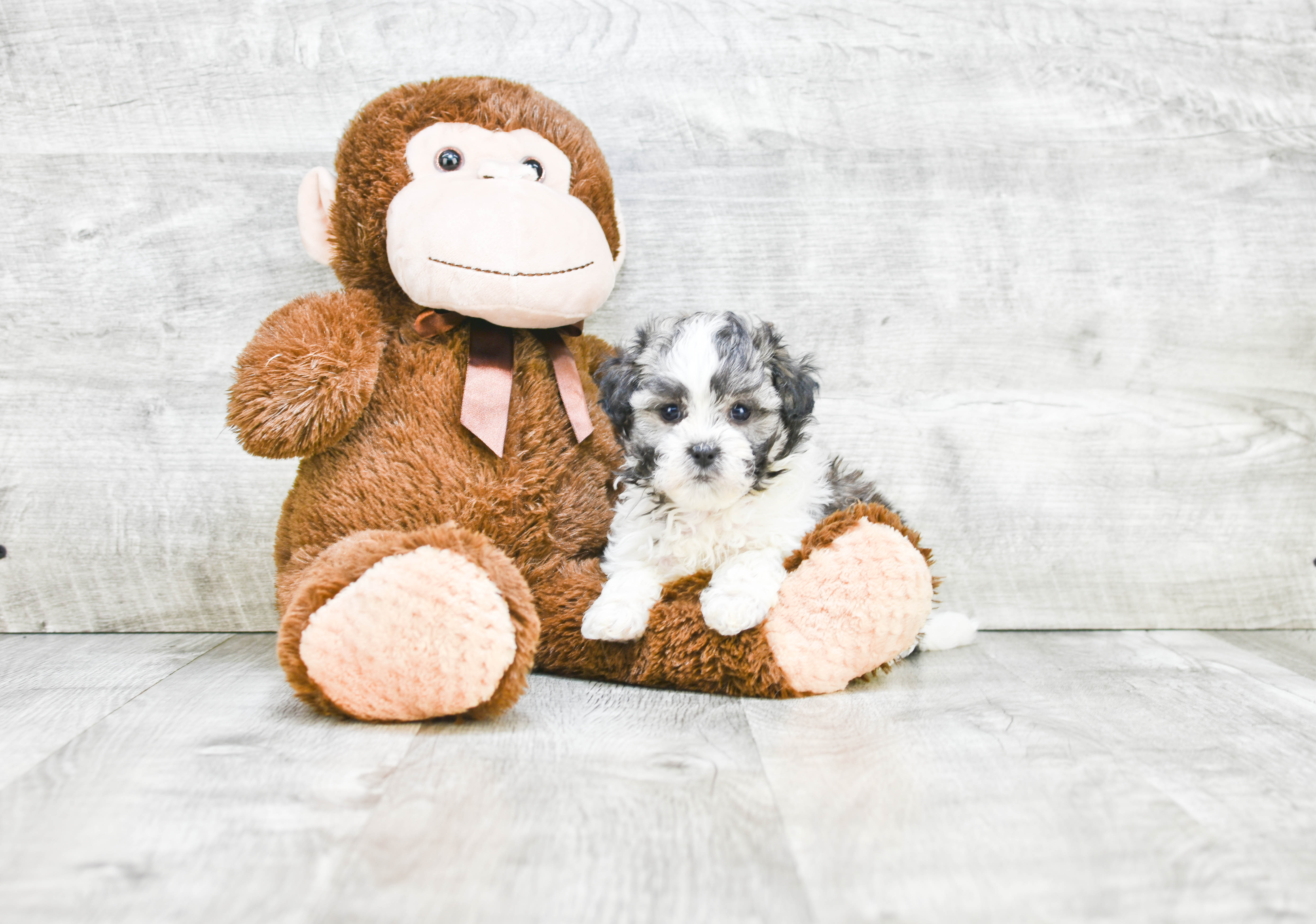 Best Teddy Bear Baby