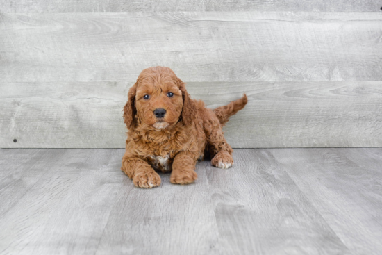 Happy Mini Goldendoodle Baby